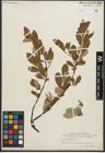 Foto von Salix scouleriana Barratt ex Hook.